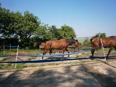 Exkurze hřebčína Uherský Brod