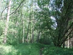 Žáci VII.třídy v Kunovském lese