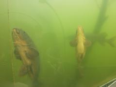 VI. třída na Modré