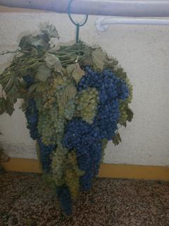 P9150043.JPG, 240x320, 12.92 KB