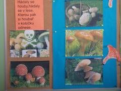 Poznávání hub VII. třída