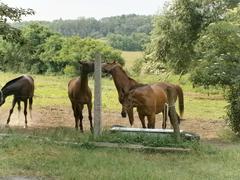 Exkurze ve stájích Králov