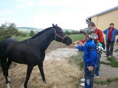 Exkurze ve stájích Králov