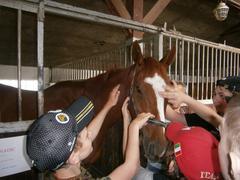 Exkurze ve stájích Králov