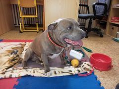 ZOOTERAPIE ve II. třídě