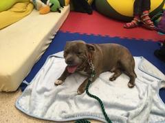 ZOOTERAPIE v VI. třídě