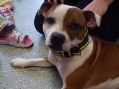 Zooterapie ve školní družině