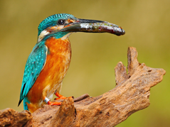 Kino Hvězda - "Planeta Česko"