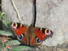 Výlet do Kunovského lesa