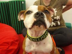 Dopoledne s Colletou