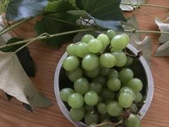 DRUHÁCI a vinná réva