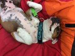 Zooterapie ve III. třídě