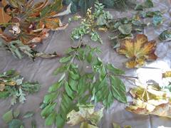 Příroda v naší třídě