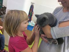 Kočičí návštěva