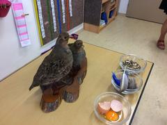 Ptáci a vše kolem nich