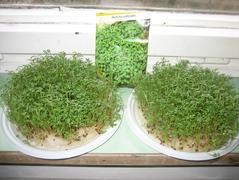 ZDRAVÁ SVAČINKA ve II. třídě