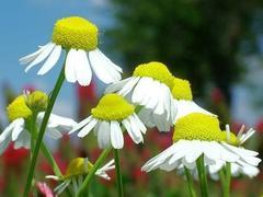 Slunce a bylinky v IX. třídě