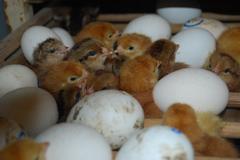 Líhnutí kuřátek