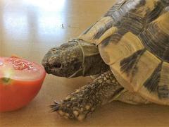 Spokojené želvičky