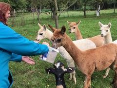 Výprava za zvířaty