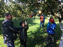 Jak se češou jabloně