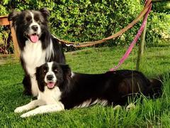 Terapie s Border koliemi