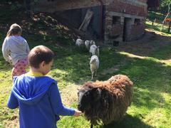 Zooterapie po našem