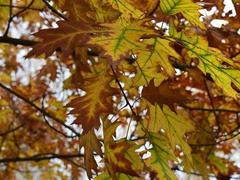 Lázeňská procházka