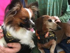 CANISTERAPIE II. a X. třída