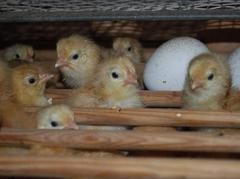 Návštěva líhně v Kunovicích